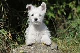 WESTIE 148
